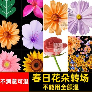 春日花朵转场花卉模板动画装饰视频鲜花素材时光绿叶效AE转场素材