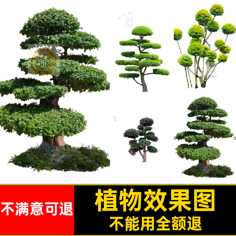 景观造型植物罗汉松树灌棒棒糖psd效果图PS素材迎客木球桩棒棒糖,商务/设计服务,设计素材/源文件,淘宝优惠券,粉丝福利购,淘宝优惠卷