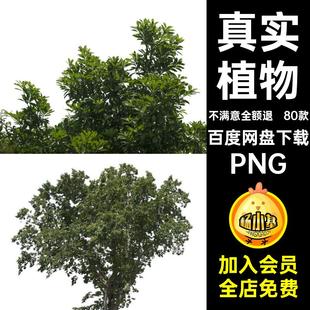 80款树冠合成PNG免树枝后期素材装饰绿植场景植物抠大树木参考