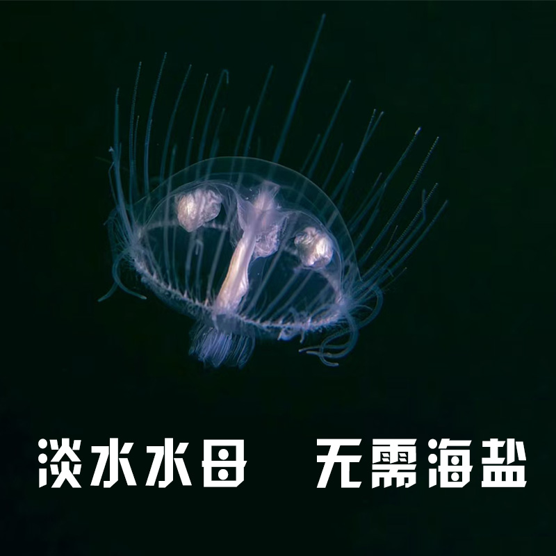 淡水桃花发光迷你观赏水母宠物