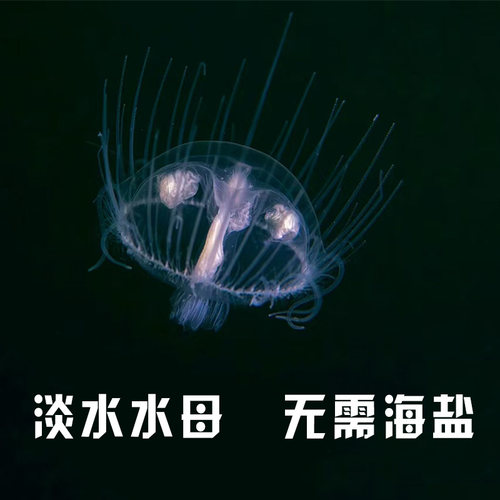 观赏淡水小型迷你水母水螅体家养水母水族宠物活体包邮好养不打氧