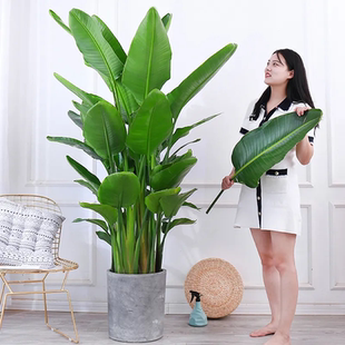 天堂鸟室内绿植盆栽尼古拉鹤望兰花卉大型绿植客厅净化空气除甲醛