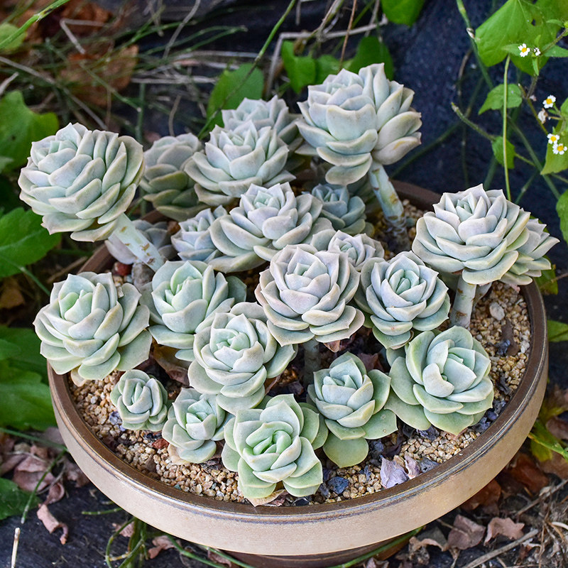 可爱玫瑰多肉植物带小老桩多肉植物室内盆栽山地玫瑰多肉小球玫瑰