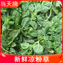 广西凉粉草现摘现发烧仙凉新鲜凉粉草绿凉粉草 仙人草 包邮5斤装