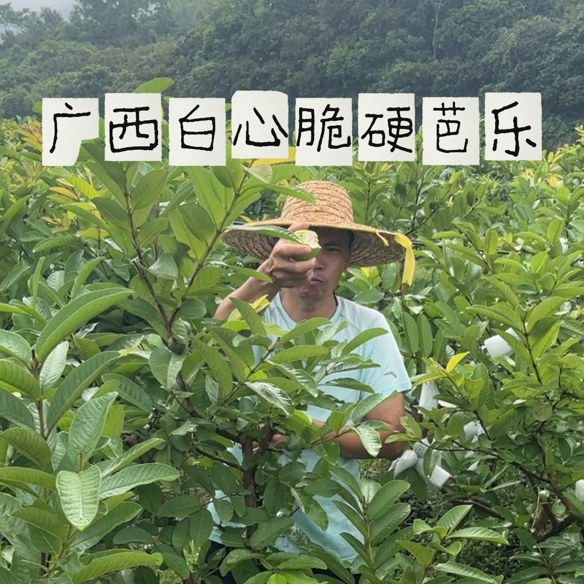 广西特产1-5斤当季珍珠番石榴芭乐水果新鲜低糖硬脆巴乐潘石榴