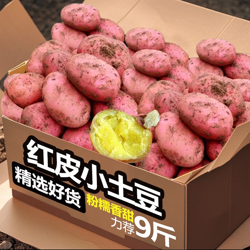现挖现发云南高山新鲜红皮小土豆口感粉糯红皮黄心小土豆洋芋包邮