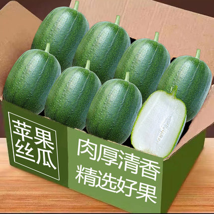 新鲜苹果丝瓜现摘圆丝瓜绿丝瓜丝瓜胖肉寿光丝瓜当季蔬菜包邮发货