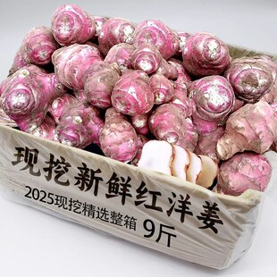 新鲜红皮洋姜鬼子姜种子腌制菊芋现挖腌菜姜不辣泡菜胰岛果包邮发