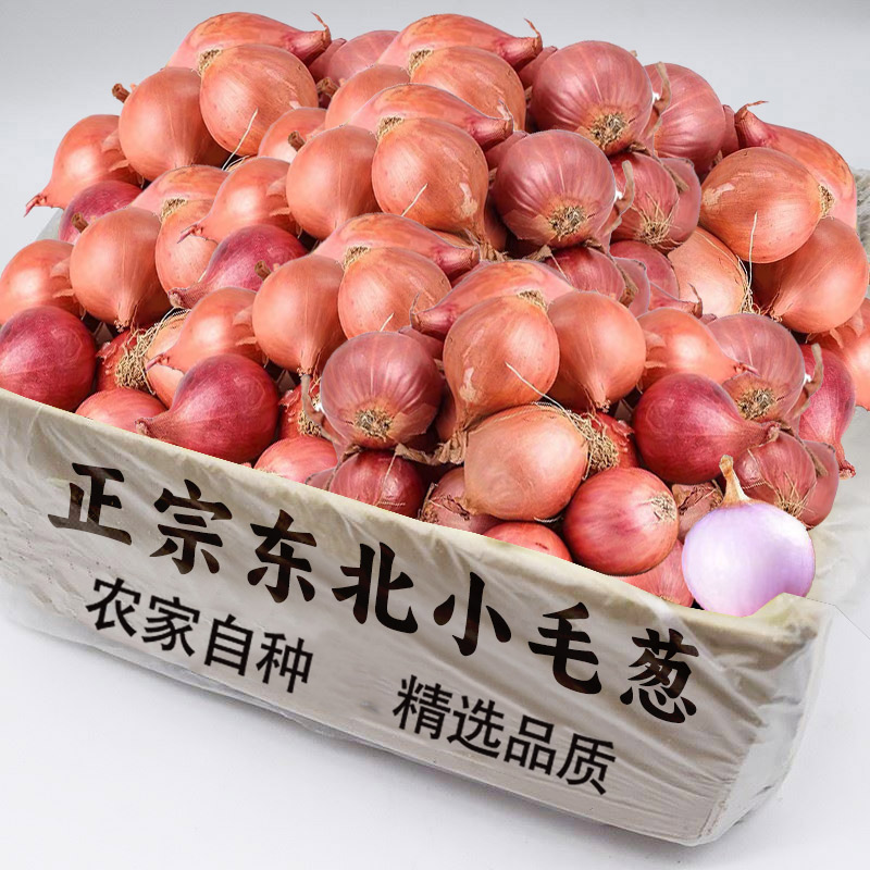 新鲜毛葱头农家特产小葱头迷你圆红葱头今年新葱上市新鲜包邮发货