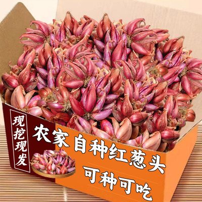 农家四季红葱头小香葱香葱头可吃可种阳台四季火葱头种黄葱头包邮