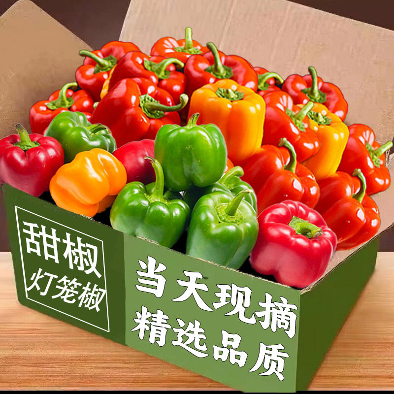 新鲜现摘五彩椒水果打辣椒新鲜小米椒甜朝天圆椒蔬菜青椒新鲜包邮