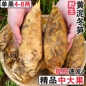 江西现挖野生冬笋新鲜5斤嫩毛竹笋楠竹笋黄泥竹笋冬笋蔬菜去老根
