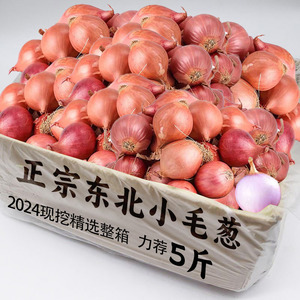 新鲜毛葱头农家特产小葱头迷你圆红葱头今年新葱上市新鲜包邮发货