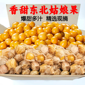 现货东北姑娘果当季灯笼果时令水果黄菇娘甜菇娘东北特产整箱包邮