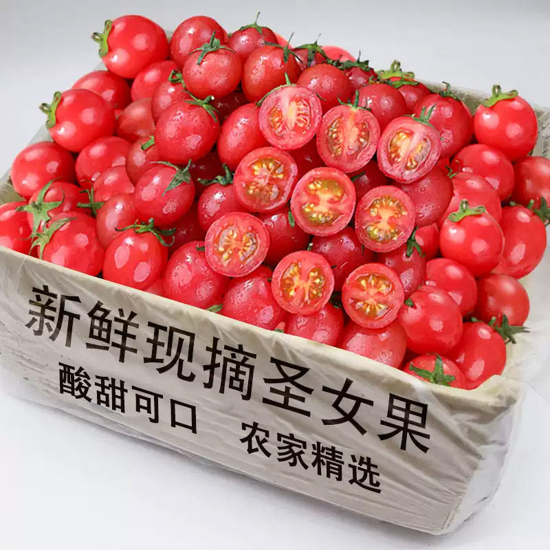 西红柿圣女果现摘现发小番茄酸甜孕妇水果包邮自然熟非山东千禧果