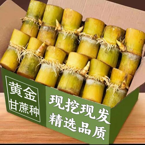 黄金甘蔗种现挖现发精选品质当季水果夏日清凉风盆栽甘蔗种植苗籽