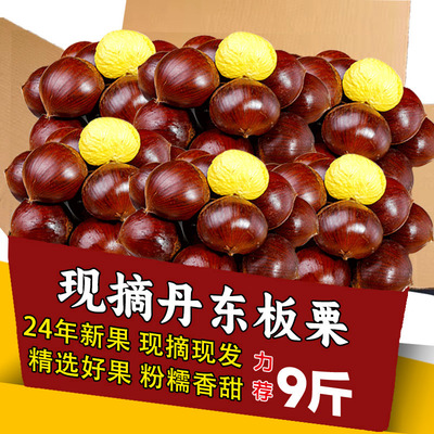 丹东板栗新鲜当季生毛栗子包邮