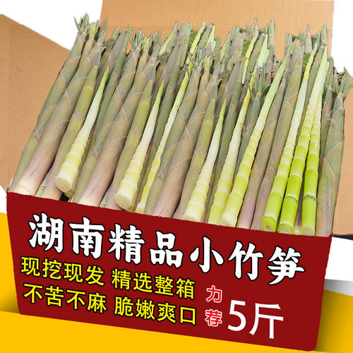 新鲜小竹笋野生春笋现挖湖南山笋农家蔬菜甜笋嫩尖带壳竹笋包邮发