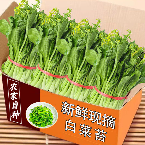 2025新鲜现摘白菜苔力荐5斤装精选品新鲜现摘白菜心农家自种包邮1