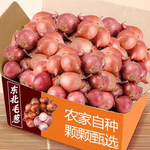 新货正宗东北小毛葱5斤圆葱农家自种小洋葱毛葱头鬼子葱油包邮