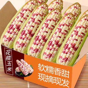 新鲜花糯玉米9斤现摘当季整箱水果花甜糯玉米苞谷嫩玉米棒子蔬菜5