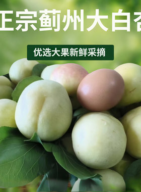 蓟县大香白杏大果6斤装