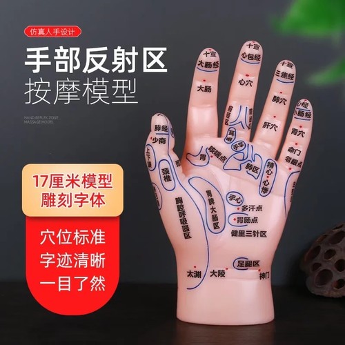 高清手部穴位反射区教学按摩模型