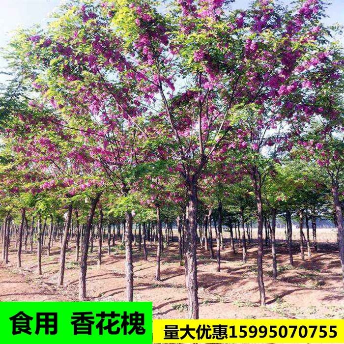 红花槐树花能吃吗,红花槐的花有什么作用,红槐花能吃吗_大山谷图库