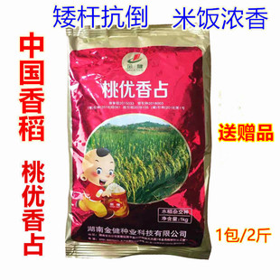 桃优香占水稻种子 矮杆谷种抗倒香稻稻谷种子优质稻晚稻禾种1公斤