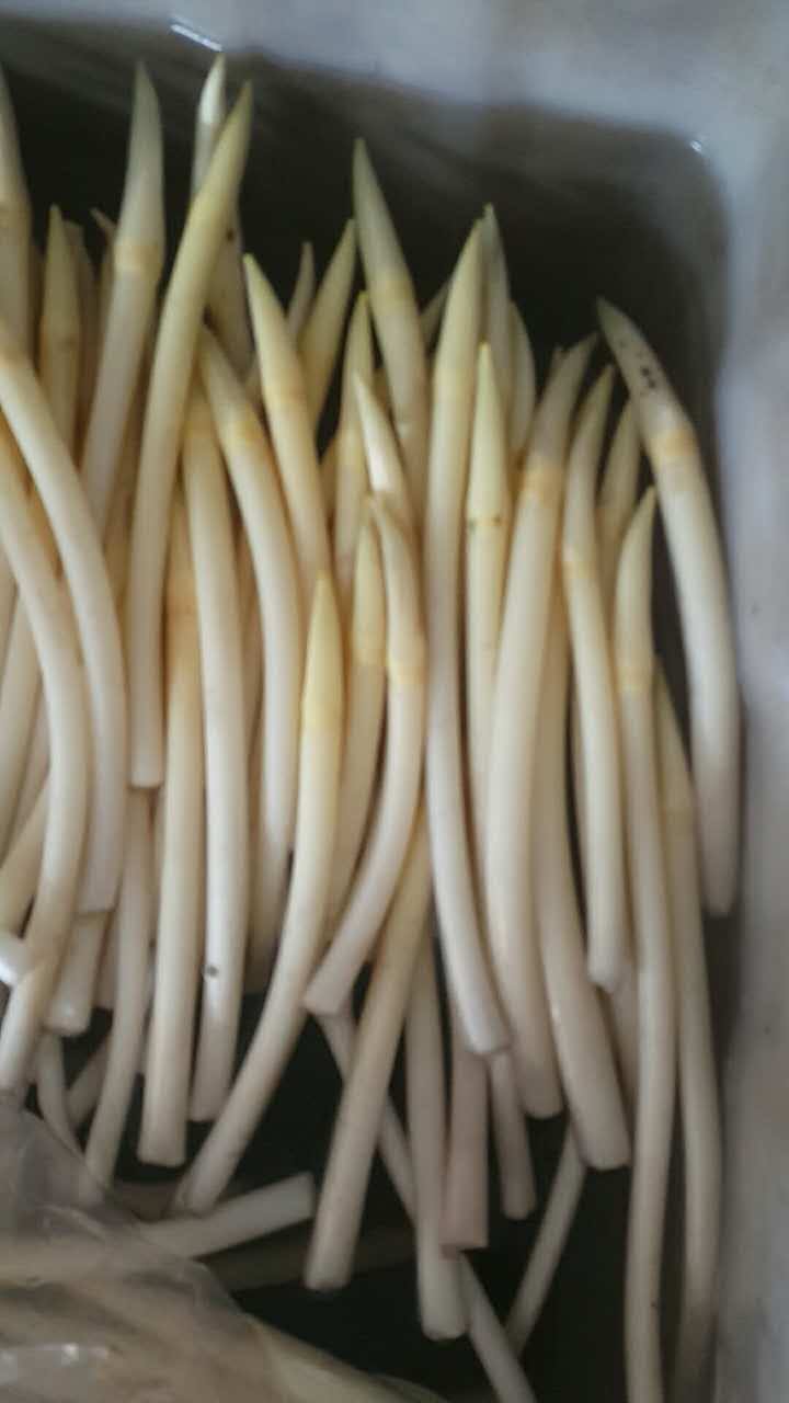 藕带鲜藕包邮新鲜湖北藕尖藕肠子藕稍子现挖现摘农家自种汉川特产