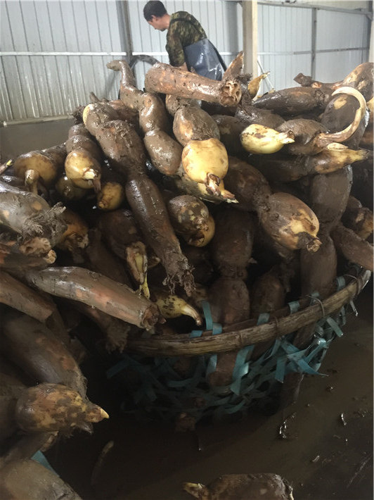 新鲜莲藕现挖九孔新鲜微甜粉藕产地发货湖北汉川特产5斤包邮