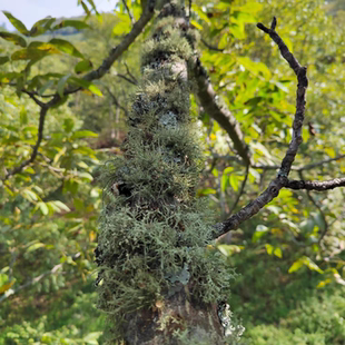 云南特产野生青树花菜山珍山货树胡子菌类干货凉拌野菜生绿灰树花