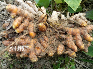 农家黄姜红姜新鲜冬阴功黄肉包邮