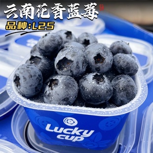 L25云南花香蓝莓鲜果当季 新鲜水果抚仙湖超甜大果小蓝杯现摘现发