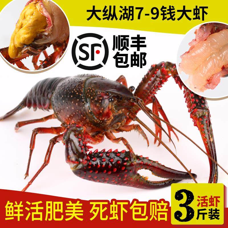 江苏十三龙虾3斤炮头鲜活