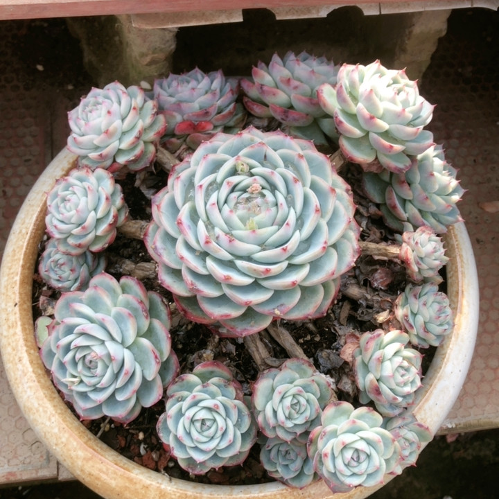 整桩无砍精控捧花型粉水晶,鲜花速递/花卉仿真/绿植园艺,多肉植物,淘宝优惠券,粉丝福利购,淘宝优惠卷