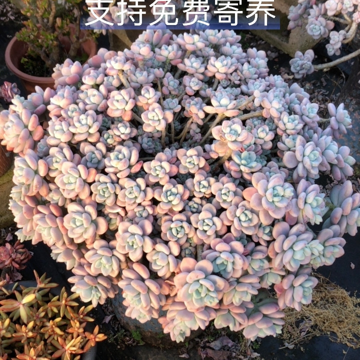 整桩超大超美精控红洛神带盆包物流,鲜花速递/花卉仿真/绿植园艺,多肉植物,淘宝优惠券,粉丝福利购,淘宝优惠卷