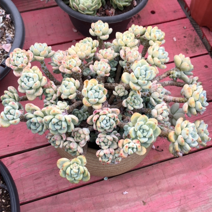 粗腿老桩精控樱花罗琪