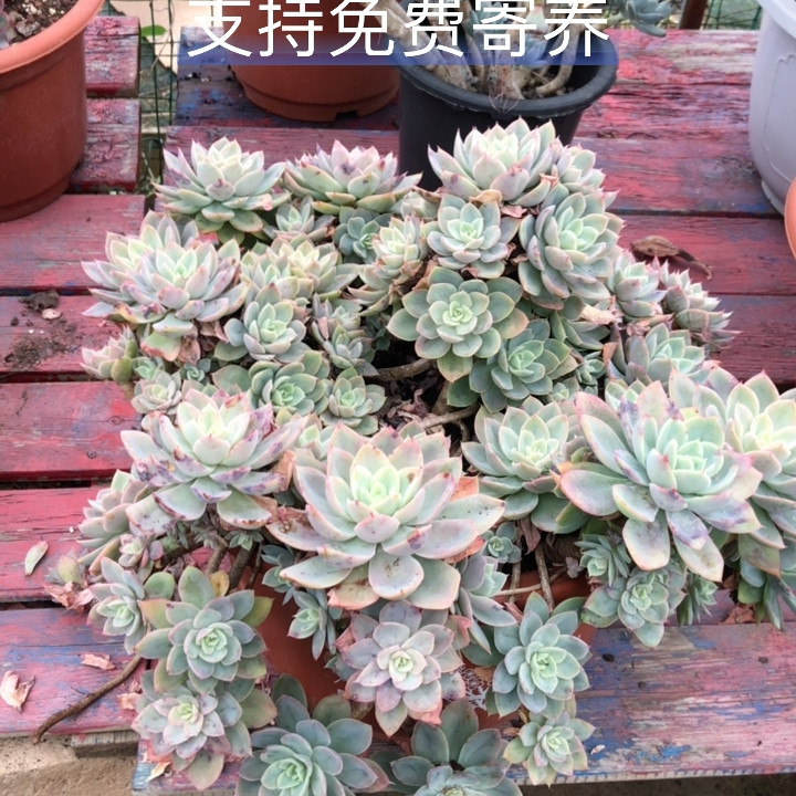 整桩超大超美悬崖老桩精控丝绸面造型盆景