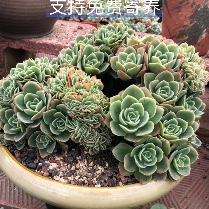 整桩超大超美新娜塔缀化带盆包物流