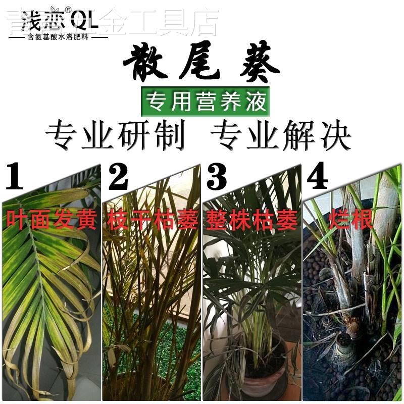 新款浅恋散尾葵凤尾竹富贵椰子夏威夷竹肥料专用肥营养液叶子发黄