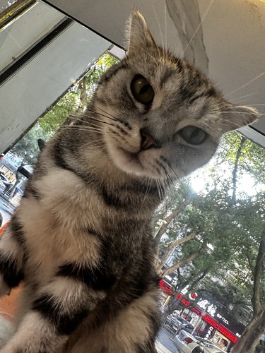 纯种美短幼猫美短虎斑美国短毛猫活体宠物猫咪正常腳