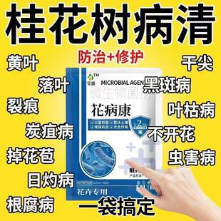 桂花枯叶病黄叶焦叶尖干叶虫孔叶斑病落叶专用肥桂花树肥料菌立清