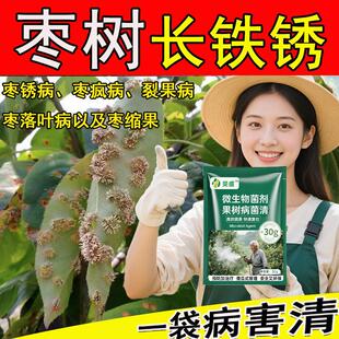 枣树病害清】缩果黄叶掉叶卷叶枣树疯病小叶枣疯病叶斑病炭疽专用