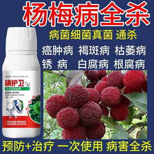 杨梅树专用药一喷净褐斑赤衣病卷叶黄叶红斑病癌肿病防落果杀菌剂