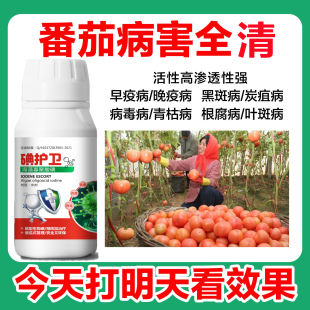 番茄专用药西红柿病害全治灰霉病霜霉病毒晚疫病枯萎病炭疽病用病