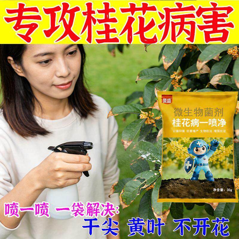 桂花叶子干尖焦尖【急救型】专用药桂树叶斑病黑斑病黄叶病通用型