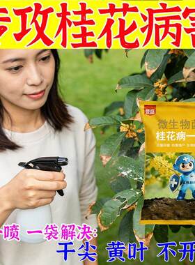 桂花叶子干尖焦尖【急救型】专用药桂树叶斑病黑斑病黄叶病通用型