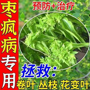 枣疯病专用药枣树病全治小叶黄叶炭疽缩果卷叶病褐腐病农用杀菌剂