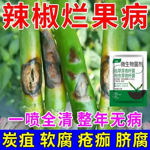 治辣椒病害辣椒专用药炭疽病溃疡病软腐病烂果花皮病防烂